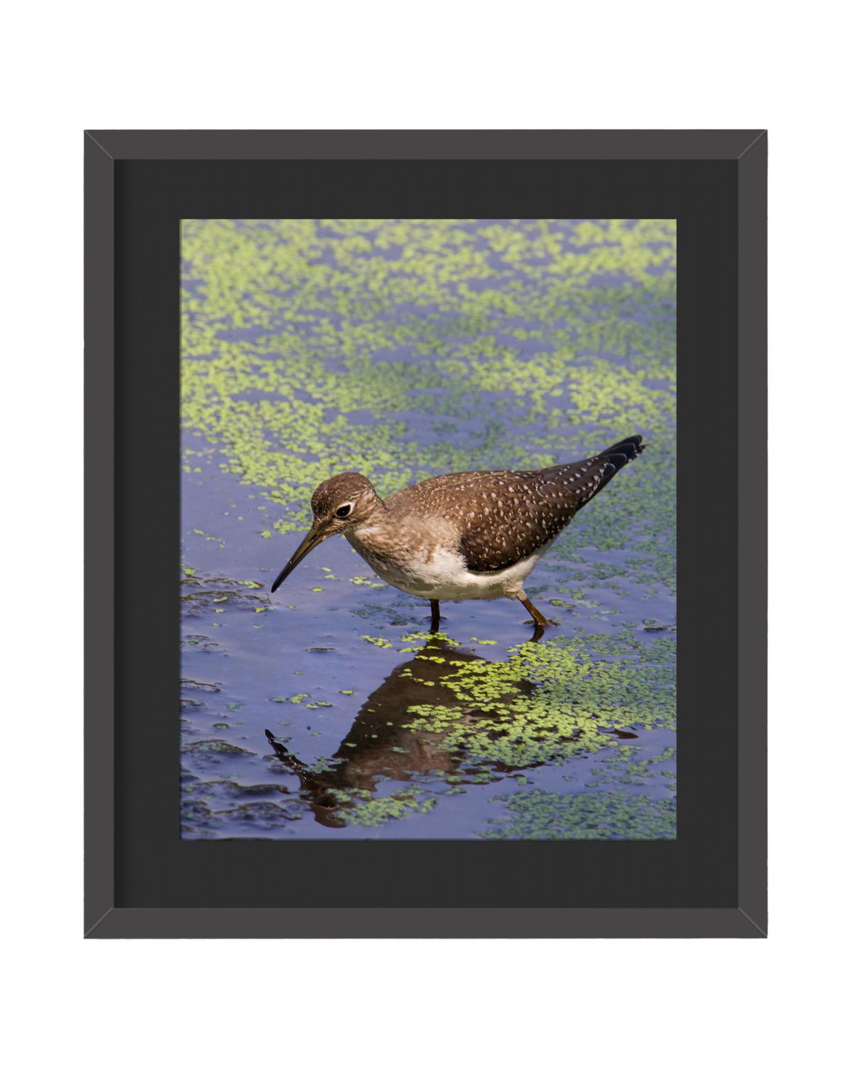 Solitary Sandpiper Framed Print