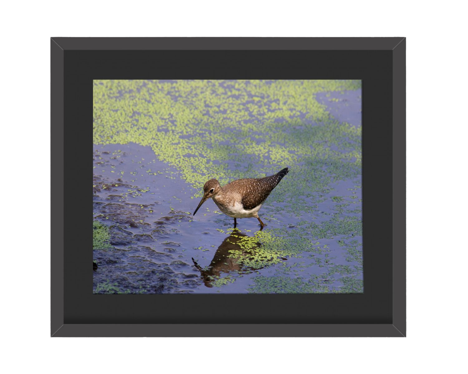 Solitary Sandpiper Framed Print