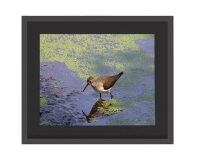 Solitary Sandpiper Framed Print
