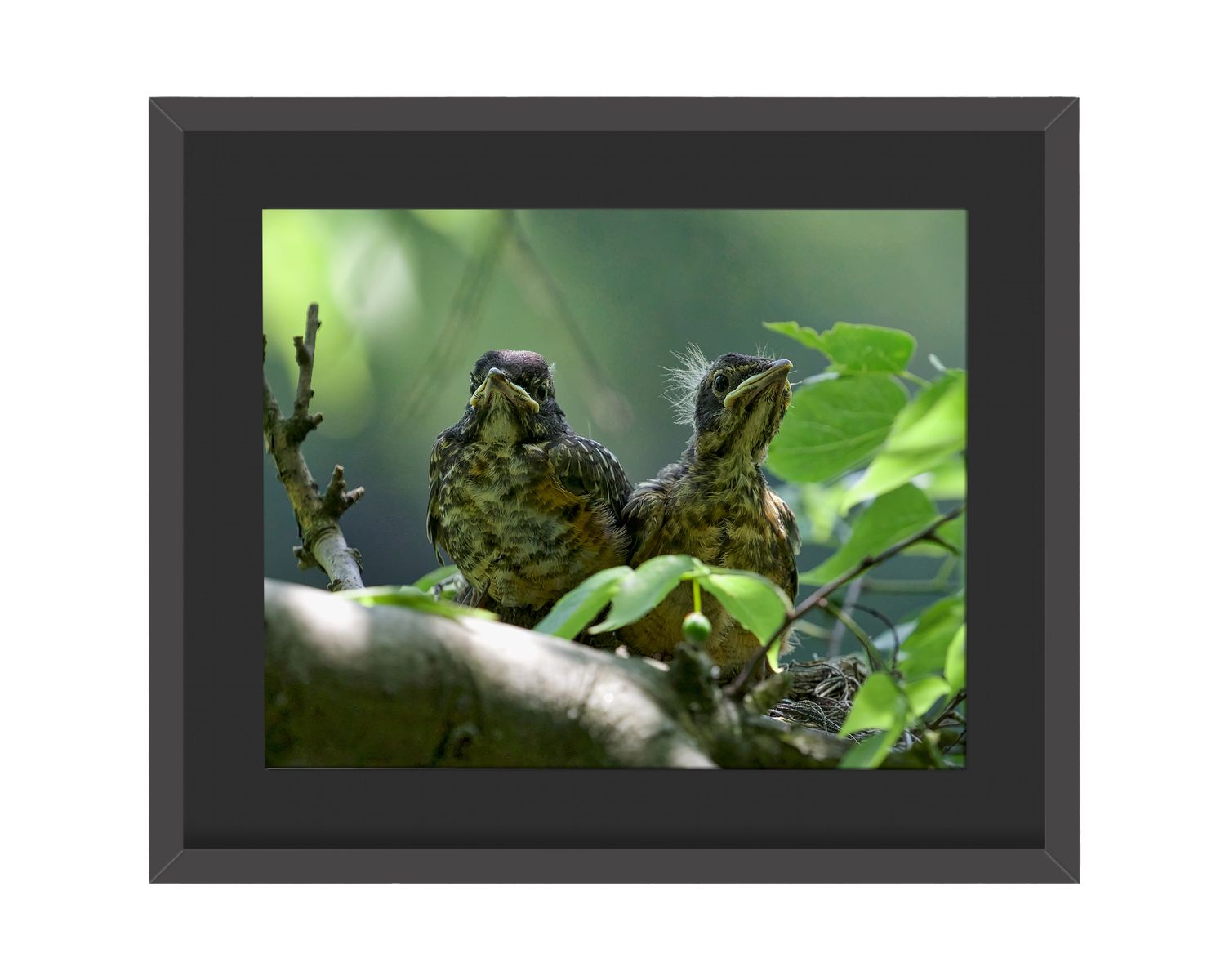 American Robins Babies  Framed Print