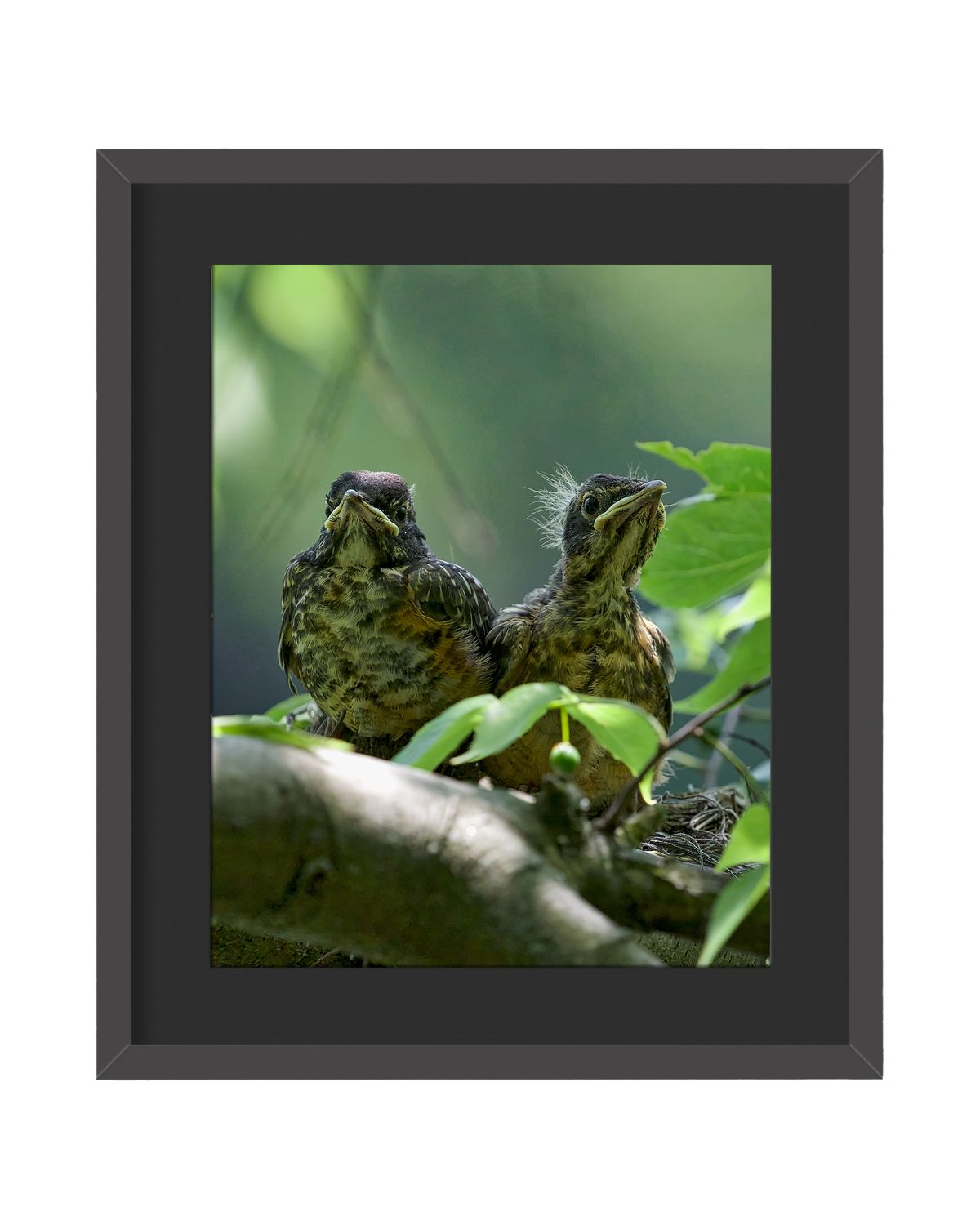 American Robins Babies Framed Print