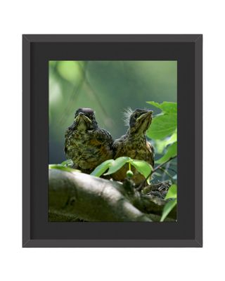 American Robins Babies Framed Print
