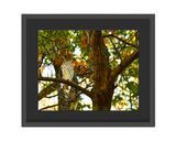 Copper's Hawk Framed Print