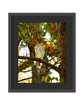 Copper's Hawk Framed Print