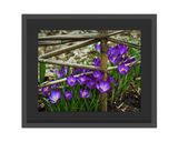 Crocus Flowers  Framed Print