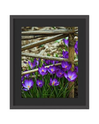 Crocus Flowers  Framed Print