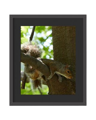 Gray Squirrel Tired Framed Print