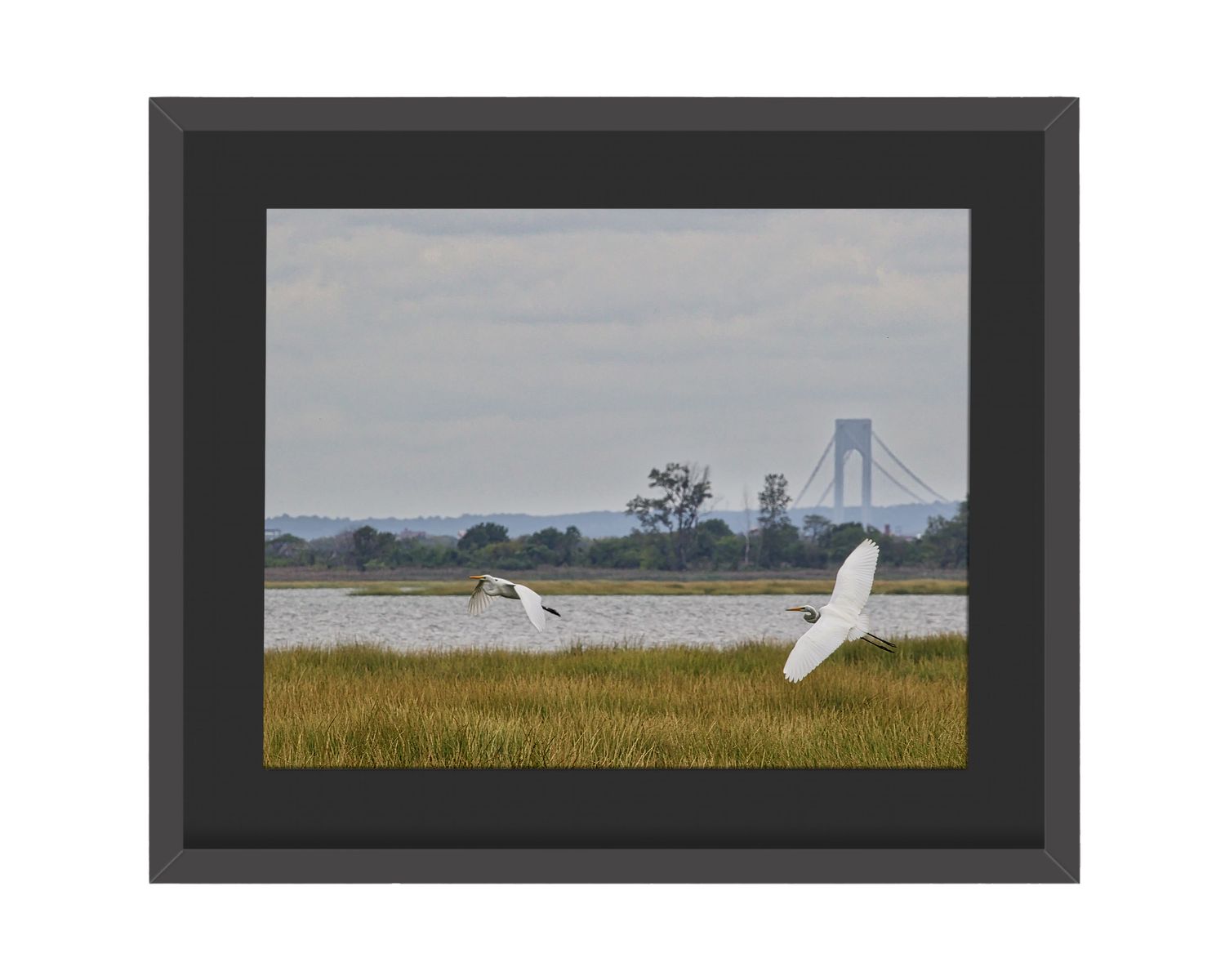 Great Egret Pair Framed Print