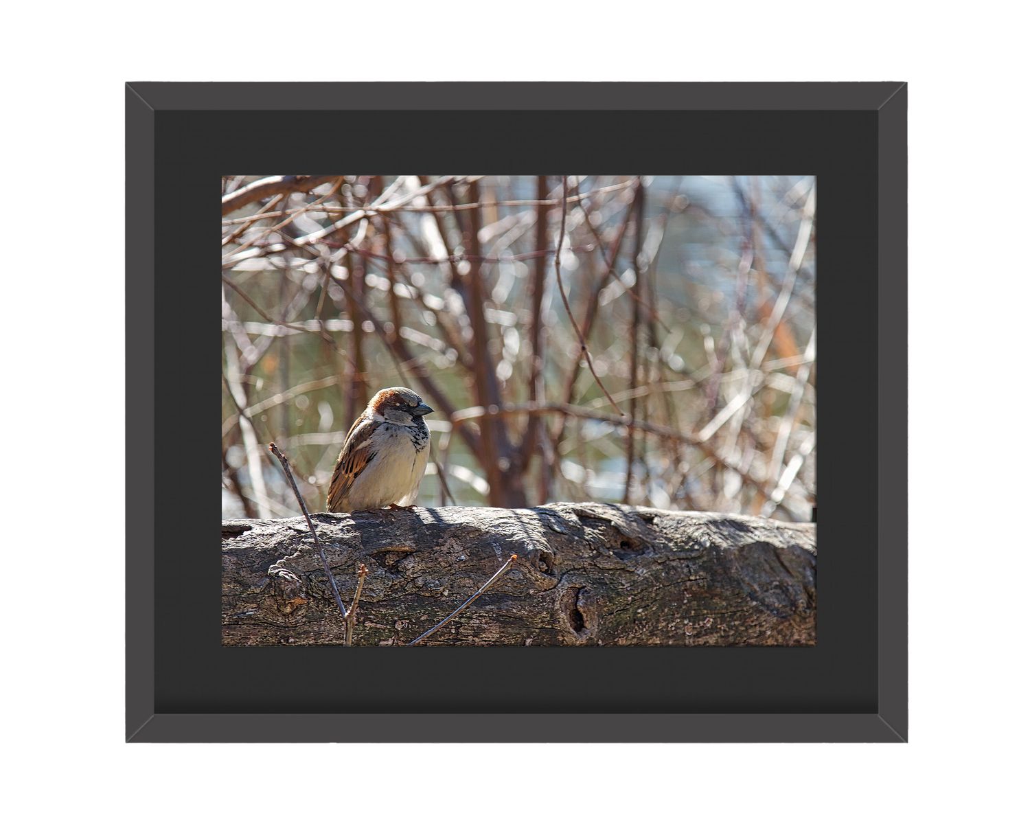 House Sparrow Framed Print