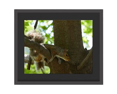 Gray Squirrel Tired Framed Print