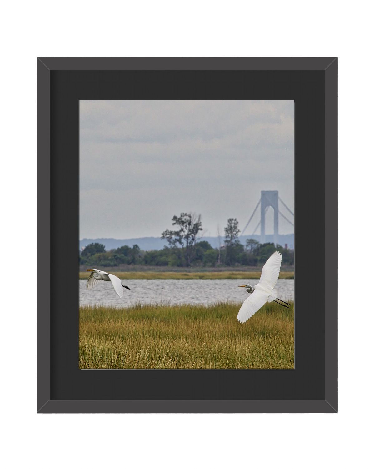 Great Egret Pair Framed Print