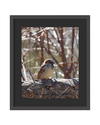 House Sparrow Framed Print