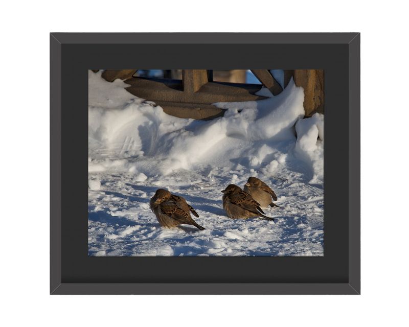 House Sparrows Framed Print