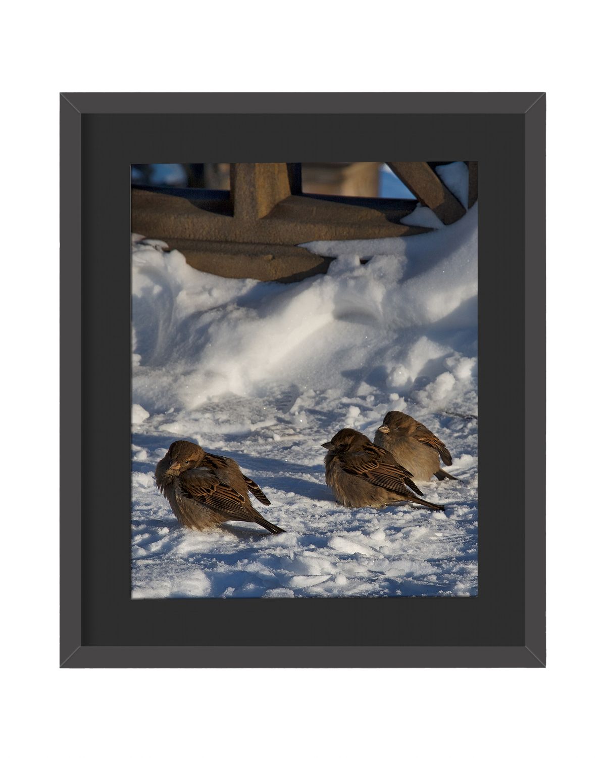 House Sparrows Framed Print