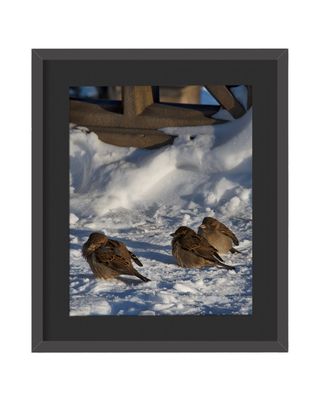 House Sparrows Framed Print