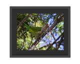 Monk Parakeet  Framed Print