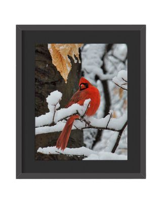 Northern Cardinal   Framed Print