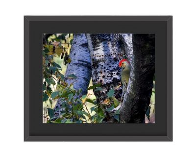 Red-bellied Woodpecker Pose Framed Print