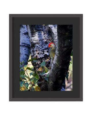 Red-bellied Woodpecker Pose Framed Print
