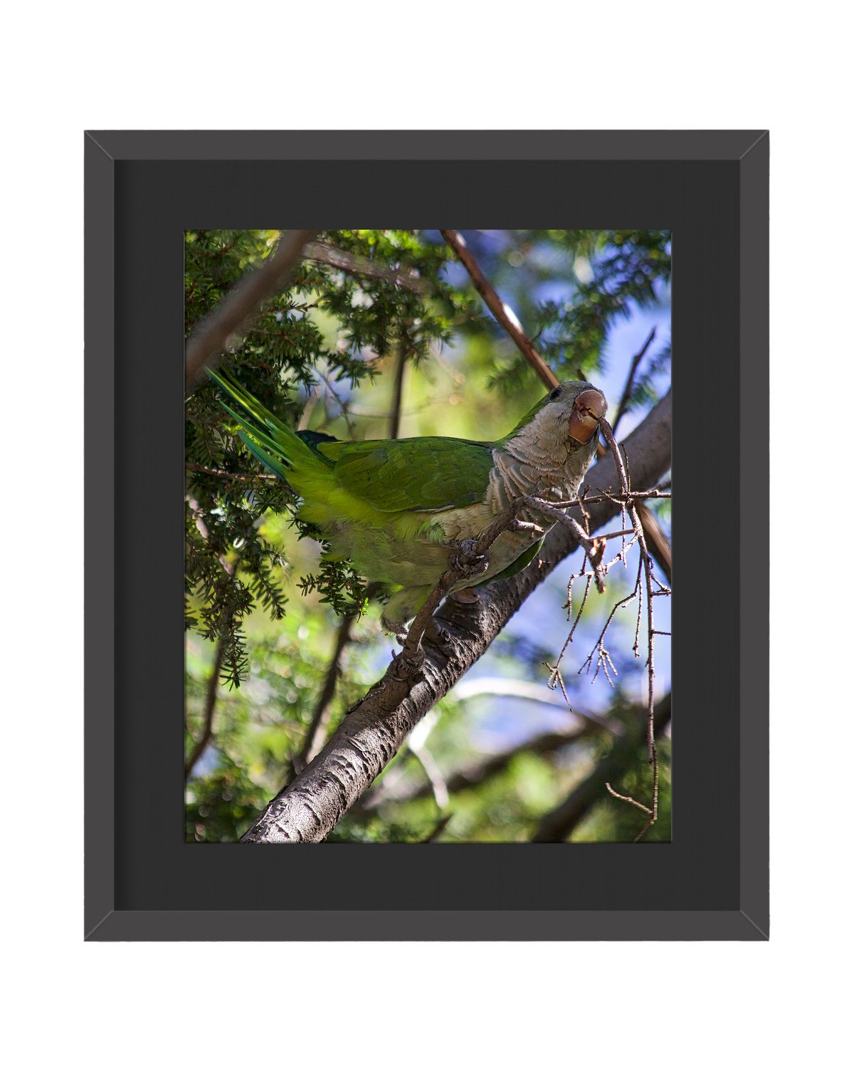 Monk Parakeet Framed Print
