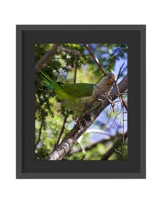 Monk Parakeet  Framed Print