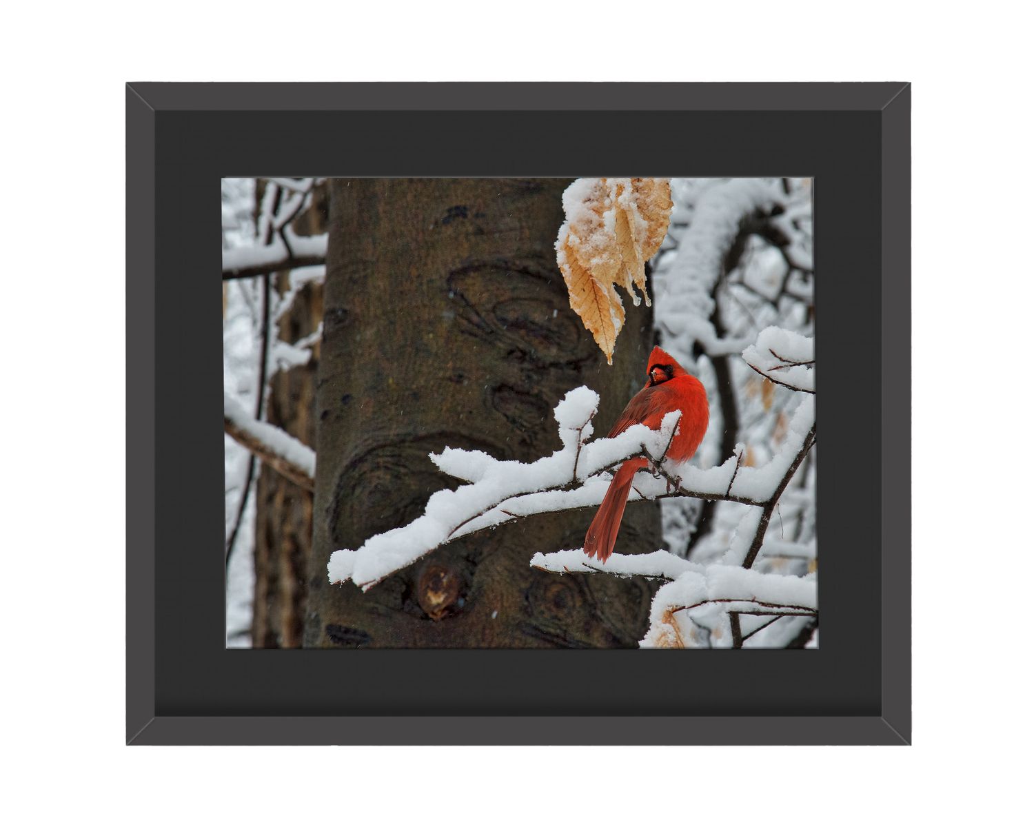 Northern Cardinal   Framed Print