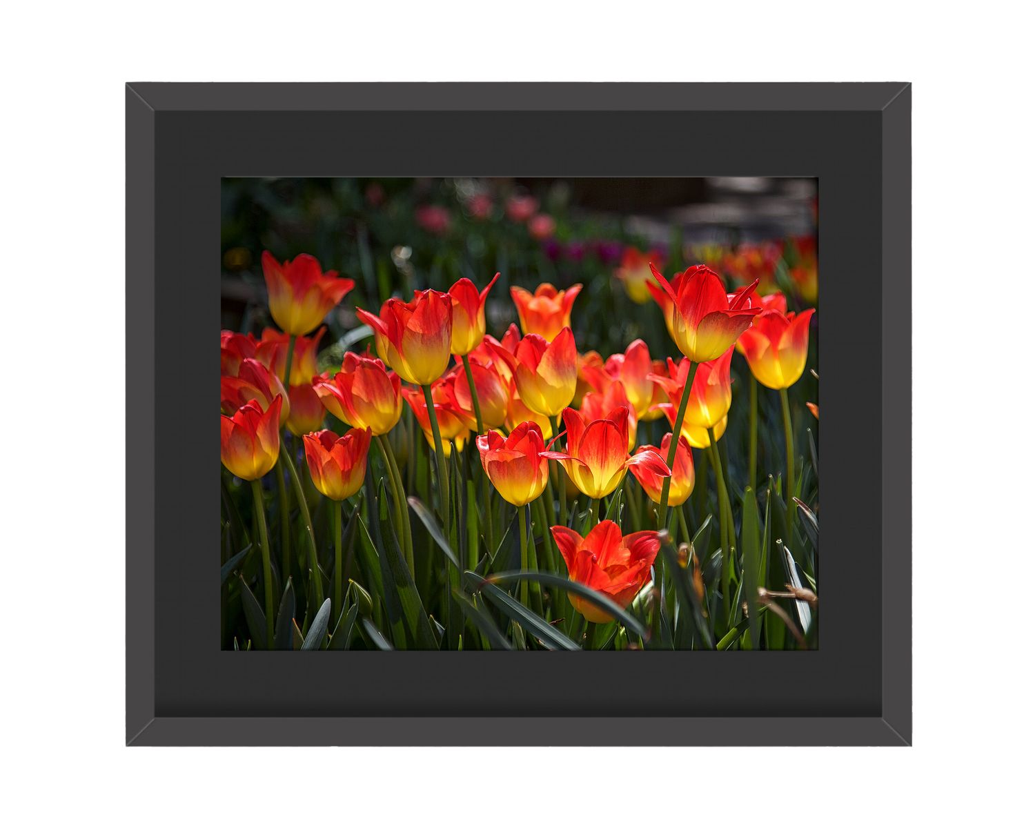Tulips Framed Print