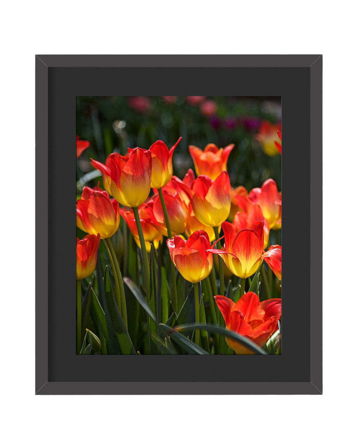 Tulips Framed Print