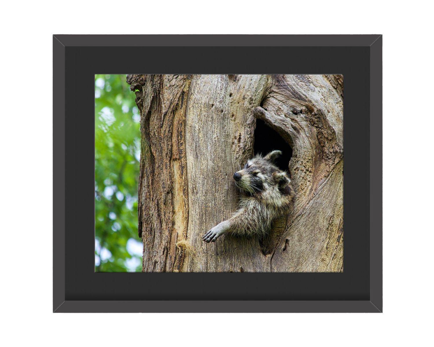 Raccoon Mid Day Nap Framed Print