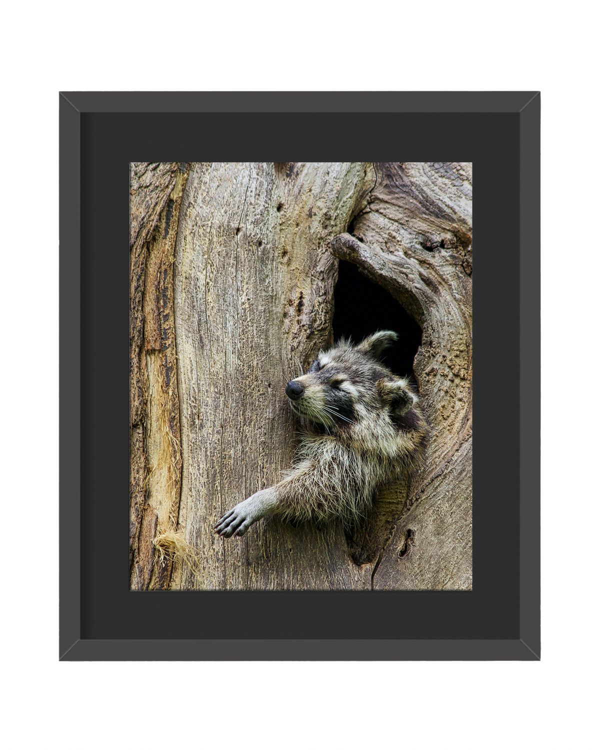 Raccoon Mid Day Nap Framed Print