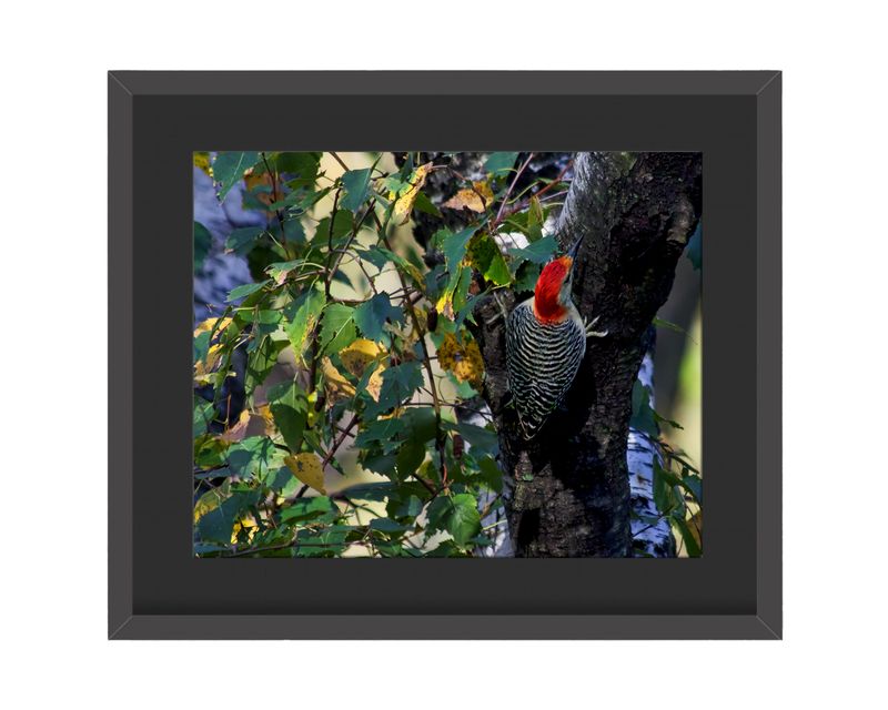 Red-bellied Woodpecker Framed Print