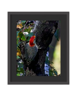 Red-bellied Woodpecker Framed Print