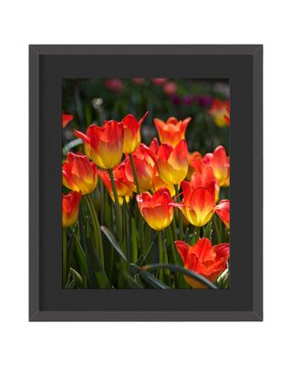 Tulips Framed Print