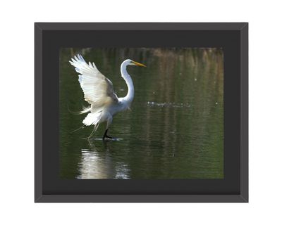 Great Egret Wings Up   Framed Print