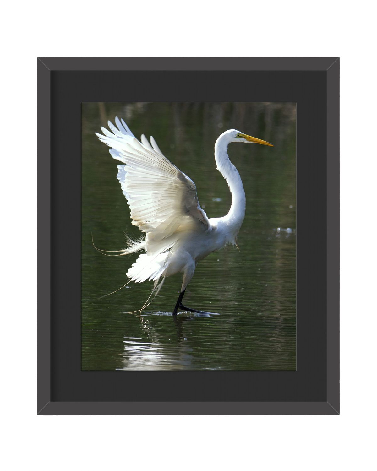 Great Egret Wings Up Framed Print