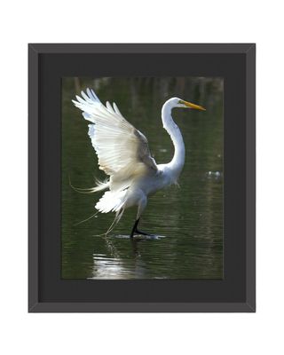 Great Egret Wings Up   Framed Print