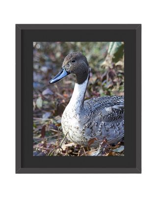 Northern Pintail Framed Print