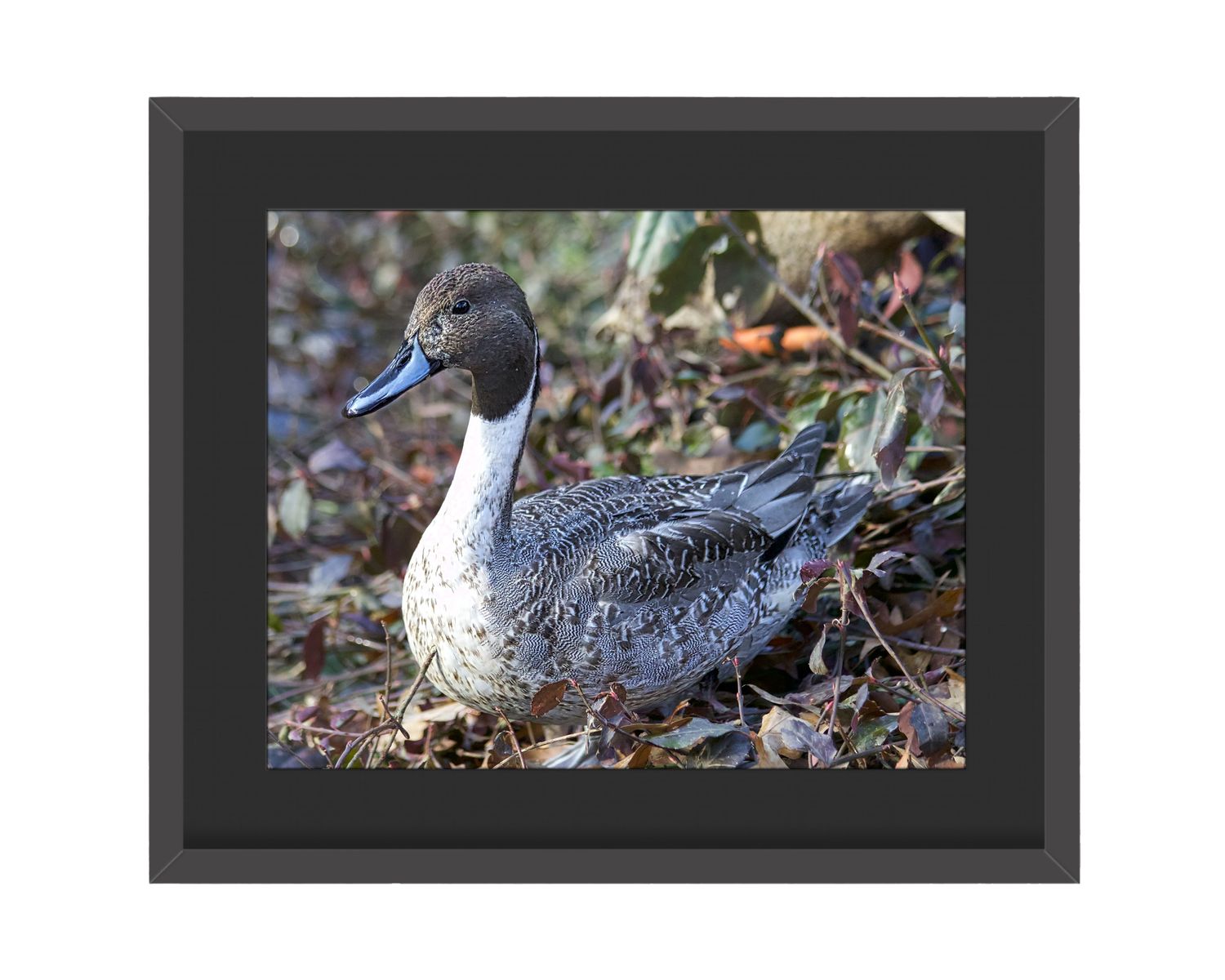 Northern Pintail Framed Print