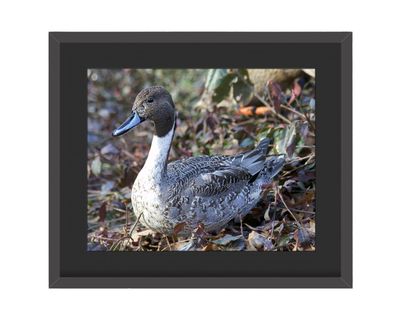 Northern Pintail Framed Print