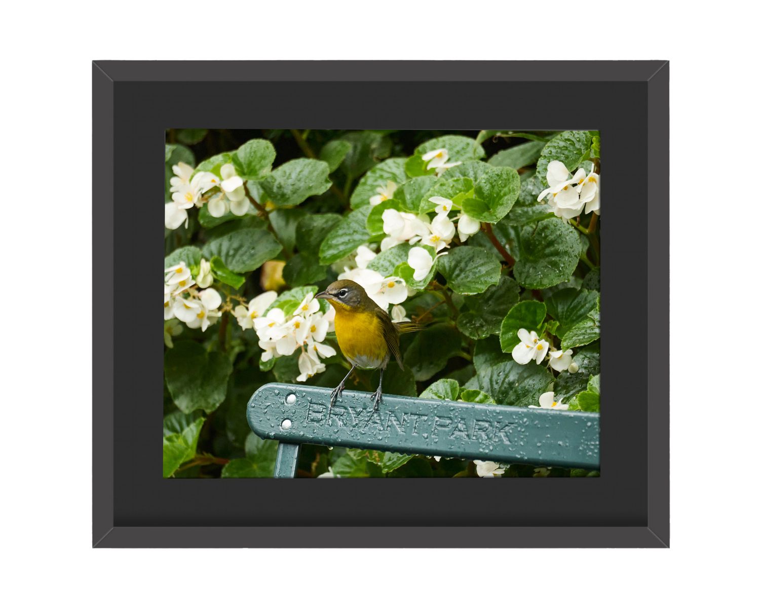 Yellow-breasted Chat  Framed Print