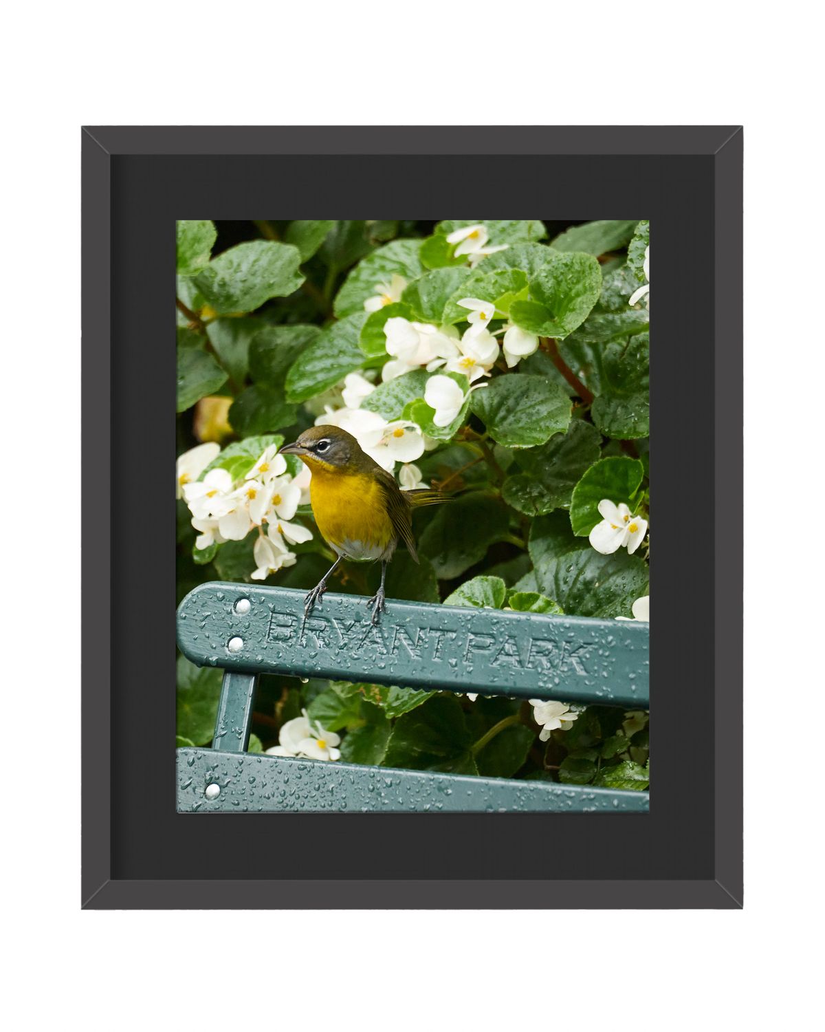 Yellow-breasted Chat  Framed Print