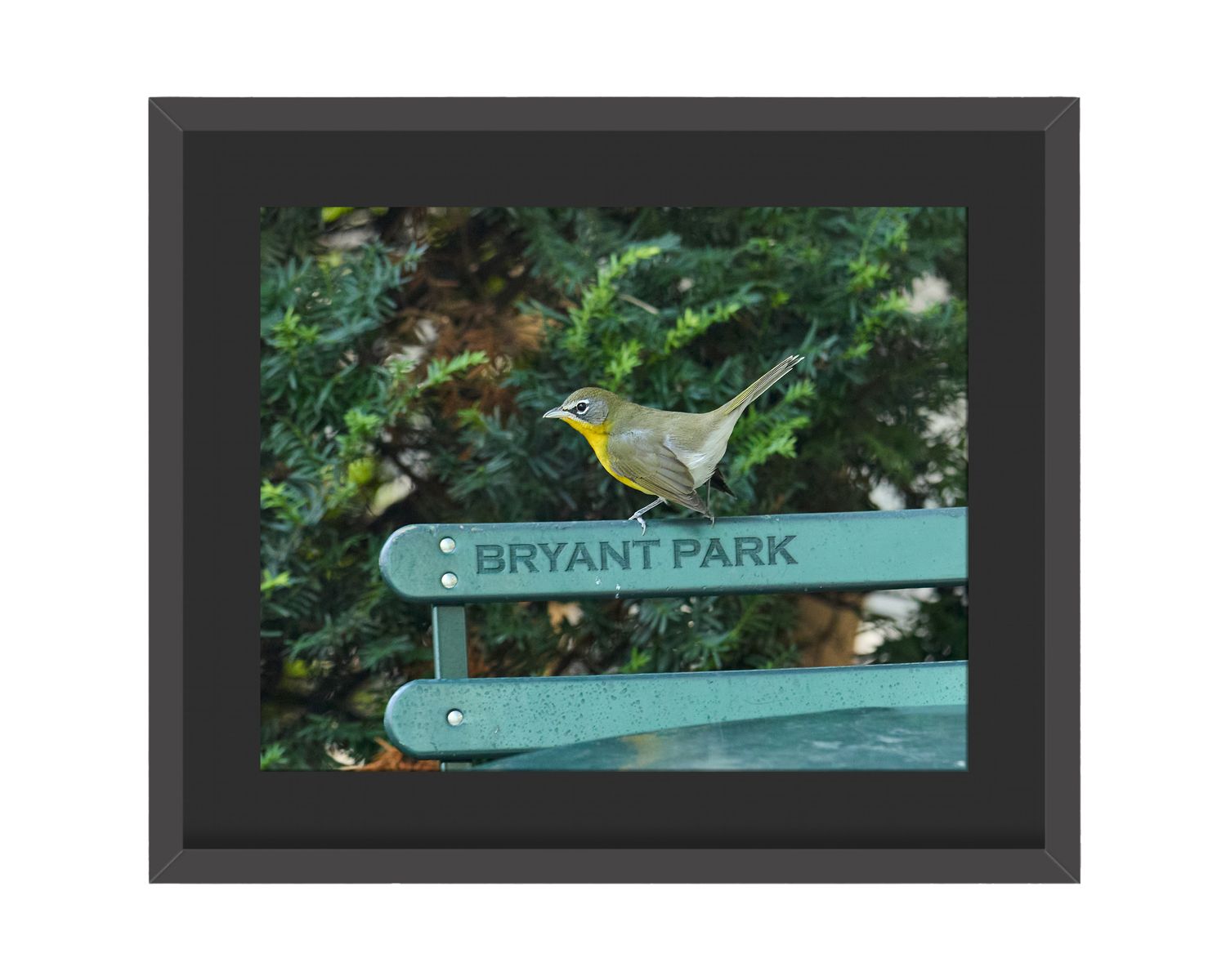 Yellow-breasted Chat   Side View Framed Print