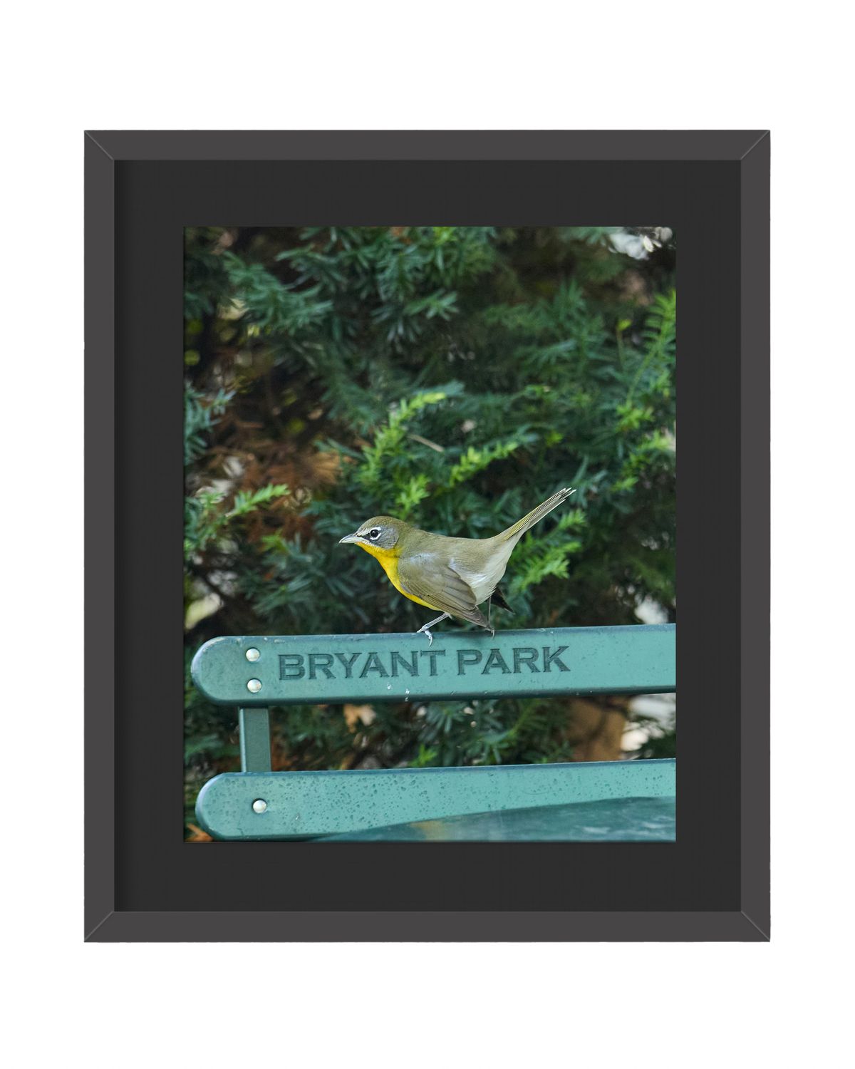 Yellow-breasted Chat   Side View Framed Print