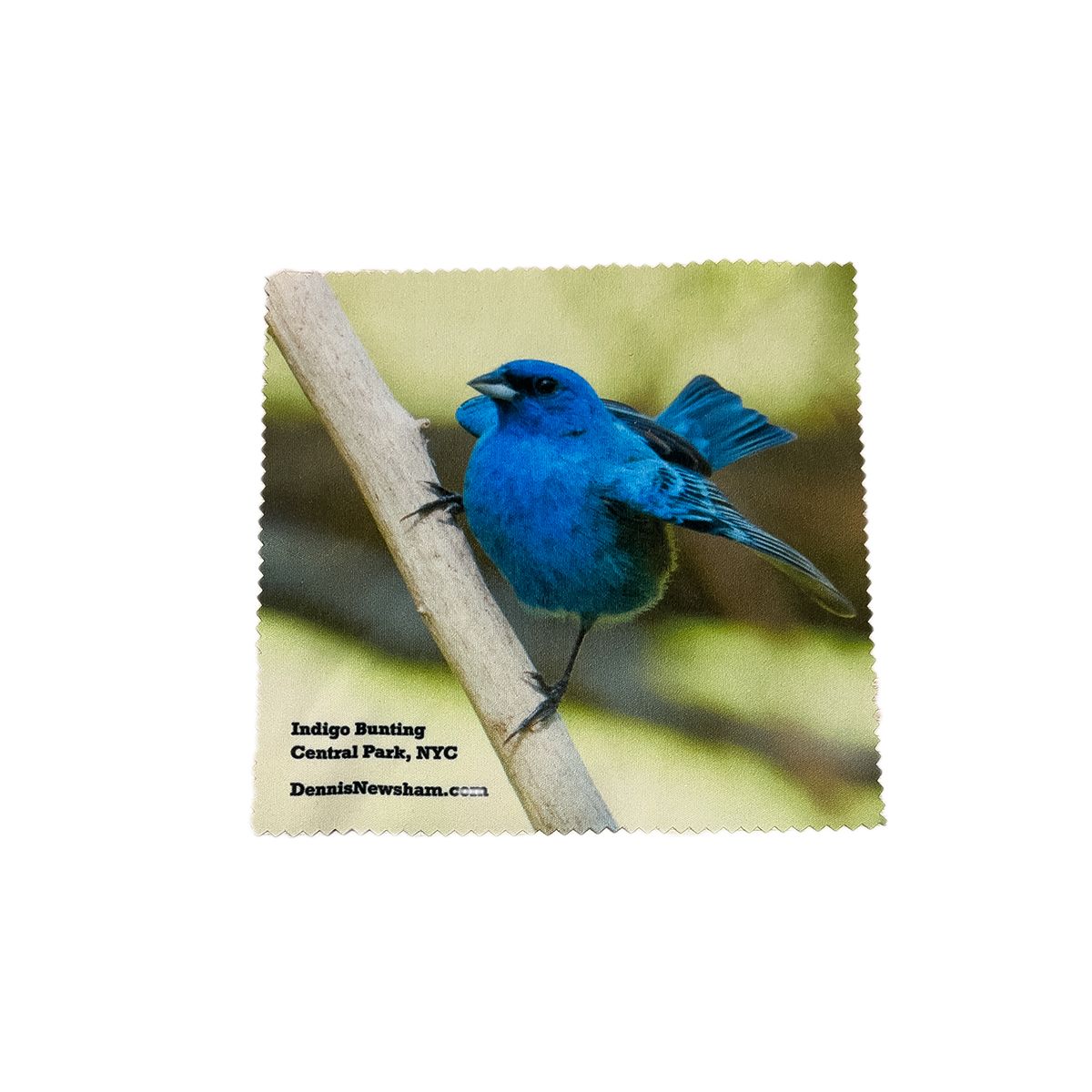 Indigo Bunting  Eye Glass Cleaning Cloth 4 PACK