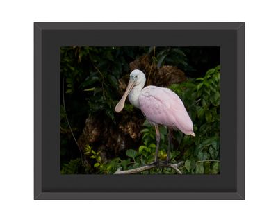 Roseate Spoonbill  Framed Print
