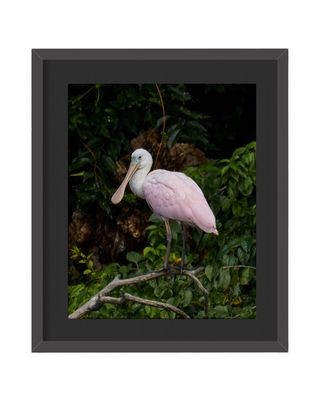 Roseate Spoonbill  Framed Print