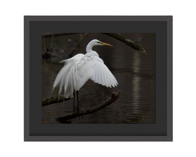 Great Egret Wings Out  Framed Print