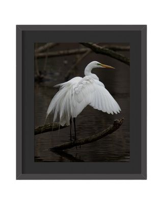 Great Egret Wings Out  Framed Print