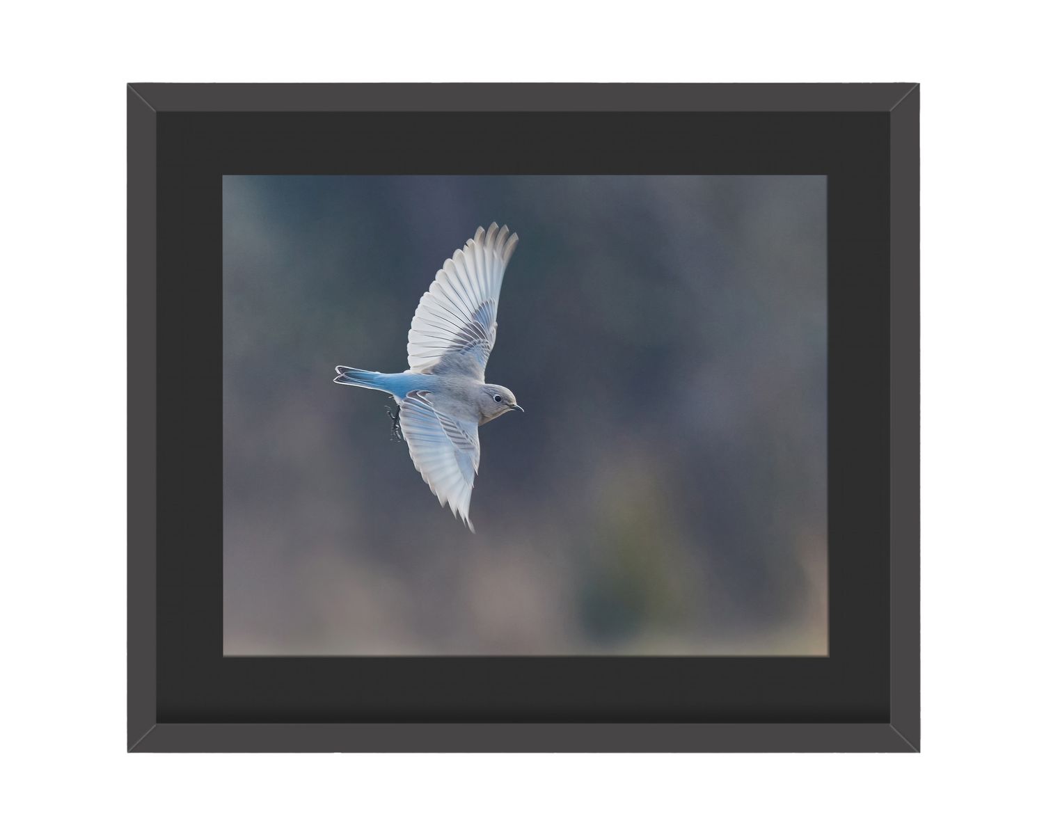 Mountain Bluebird Flying Framed Print