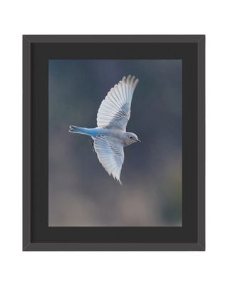 Mountain Bluebird Flying Framed Print